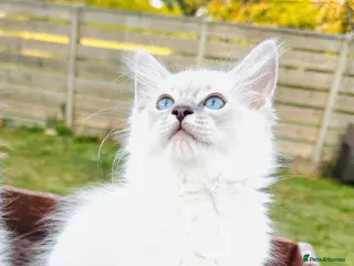 Ragdoll cats GCCF Ragdolls - Advert 17