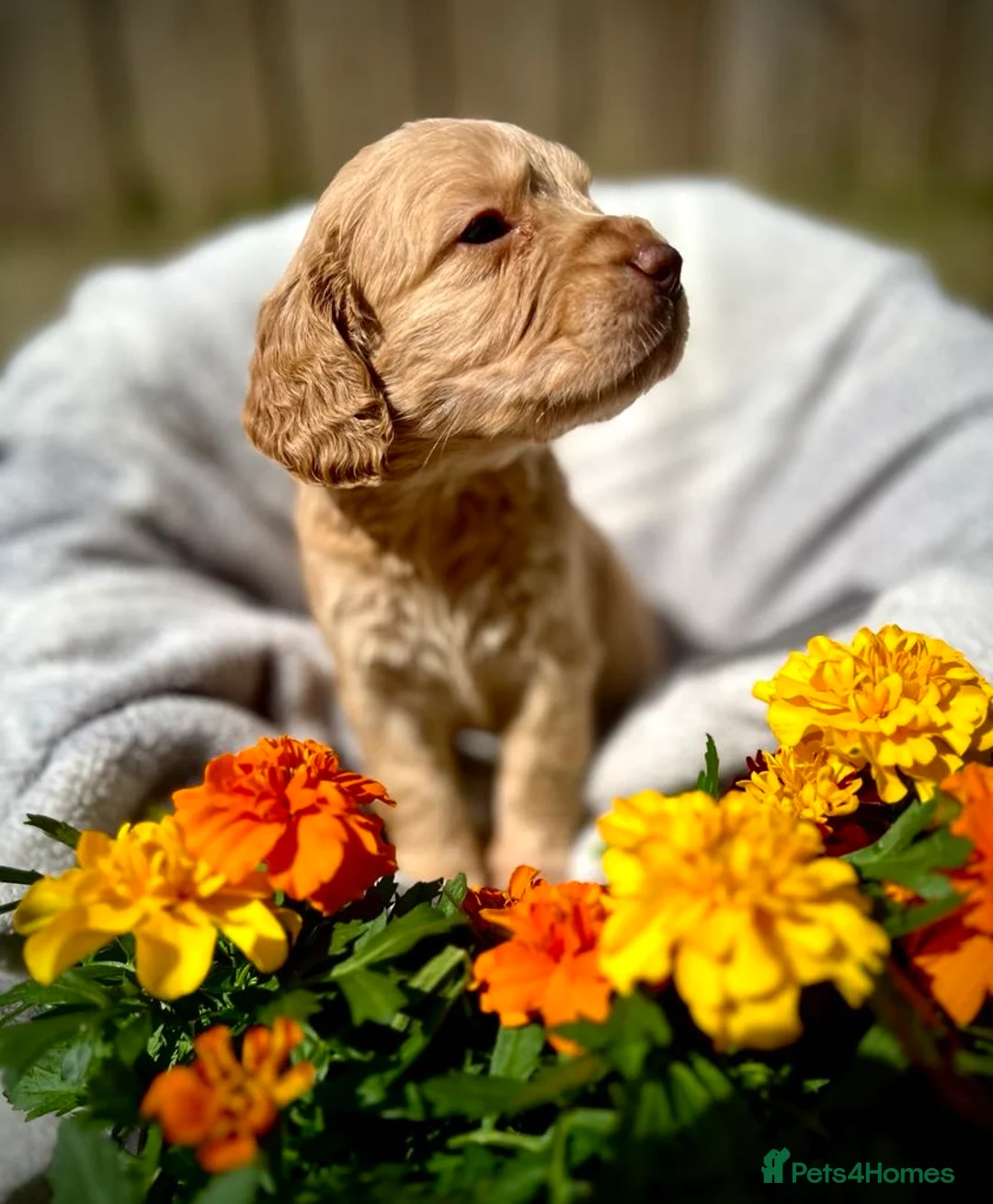 Cocker Spaniel dogs for stud: Health Tested Red Cocker Spaniel Stud  in Middlesbrough - Advert 7