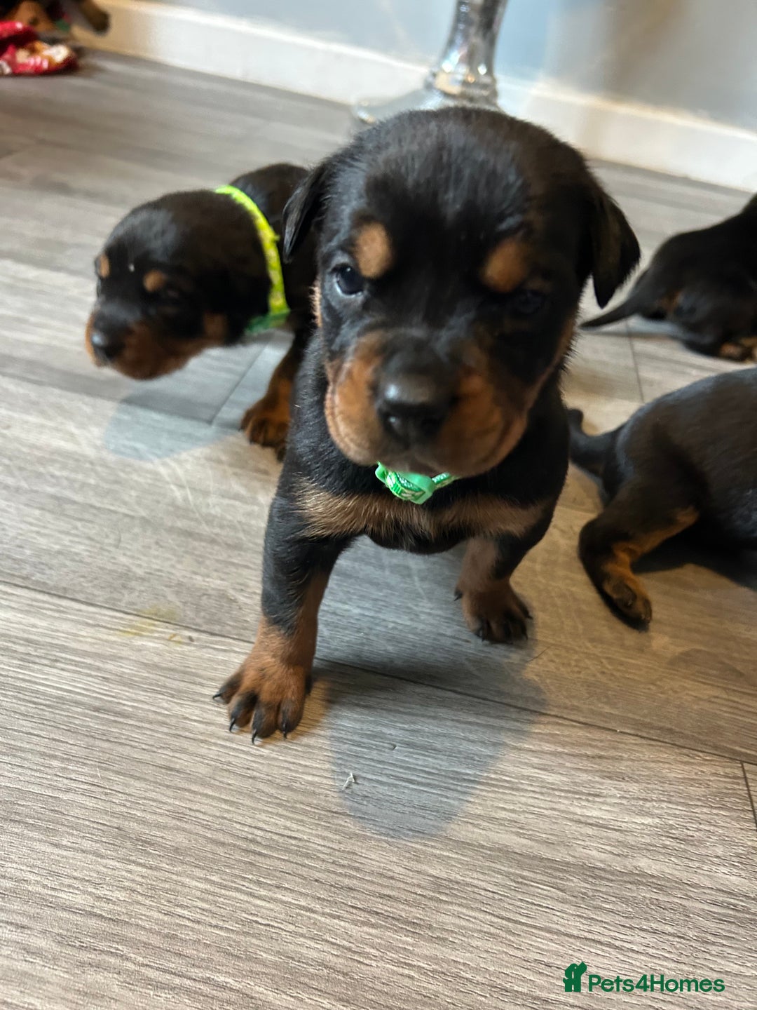 Rottweiler dogs for sale: Ready in 2 weeks bunch of 12 rotwellier puppies  - Advert 5