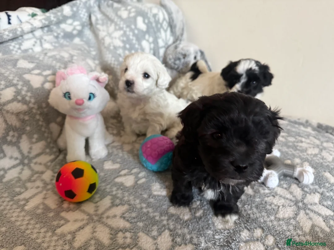 Maltipoo dogs for sale: Exceptional Genuine F1 Maltipoo puppies  - Advert 2