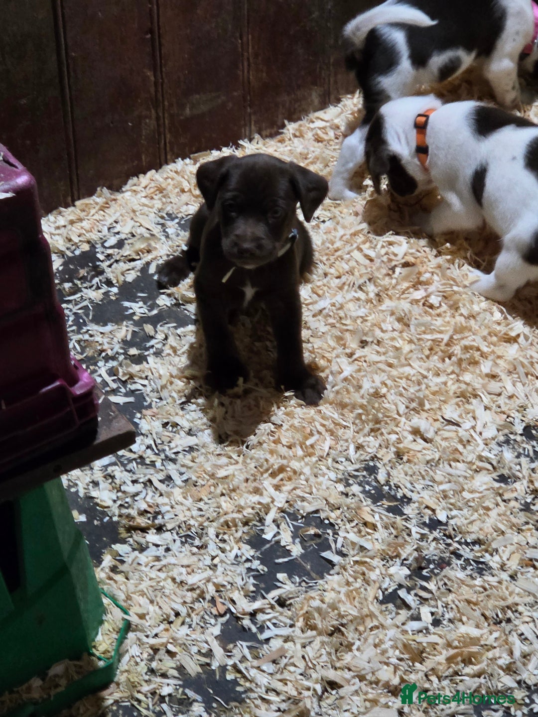 Mixed Breed dogs for sale: Kelpie cross springer spaniel  in Ashbourne - Image 15