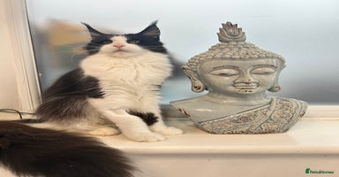 Maine Coon cats - Advert 2