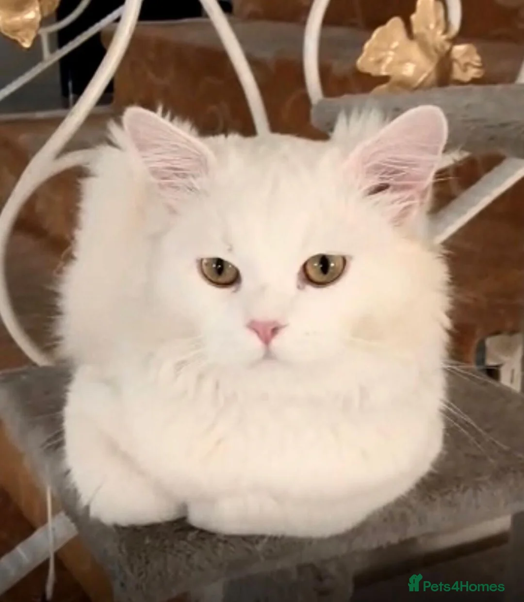 Mixed Breed cats for adoption: LAITH- MIX PERSIAN NEUTERED VACCINATED MICROCHIP  - Advert 2