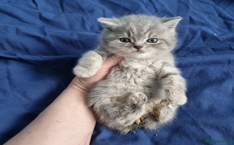 British Shorthair cats for sale in Eastbourne - Advert 2