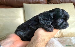 Cockapoo dogs for sale: F1 Cockapoo Puppies. Thick Coats. DNA tested - Image 18