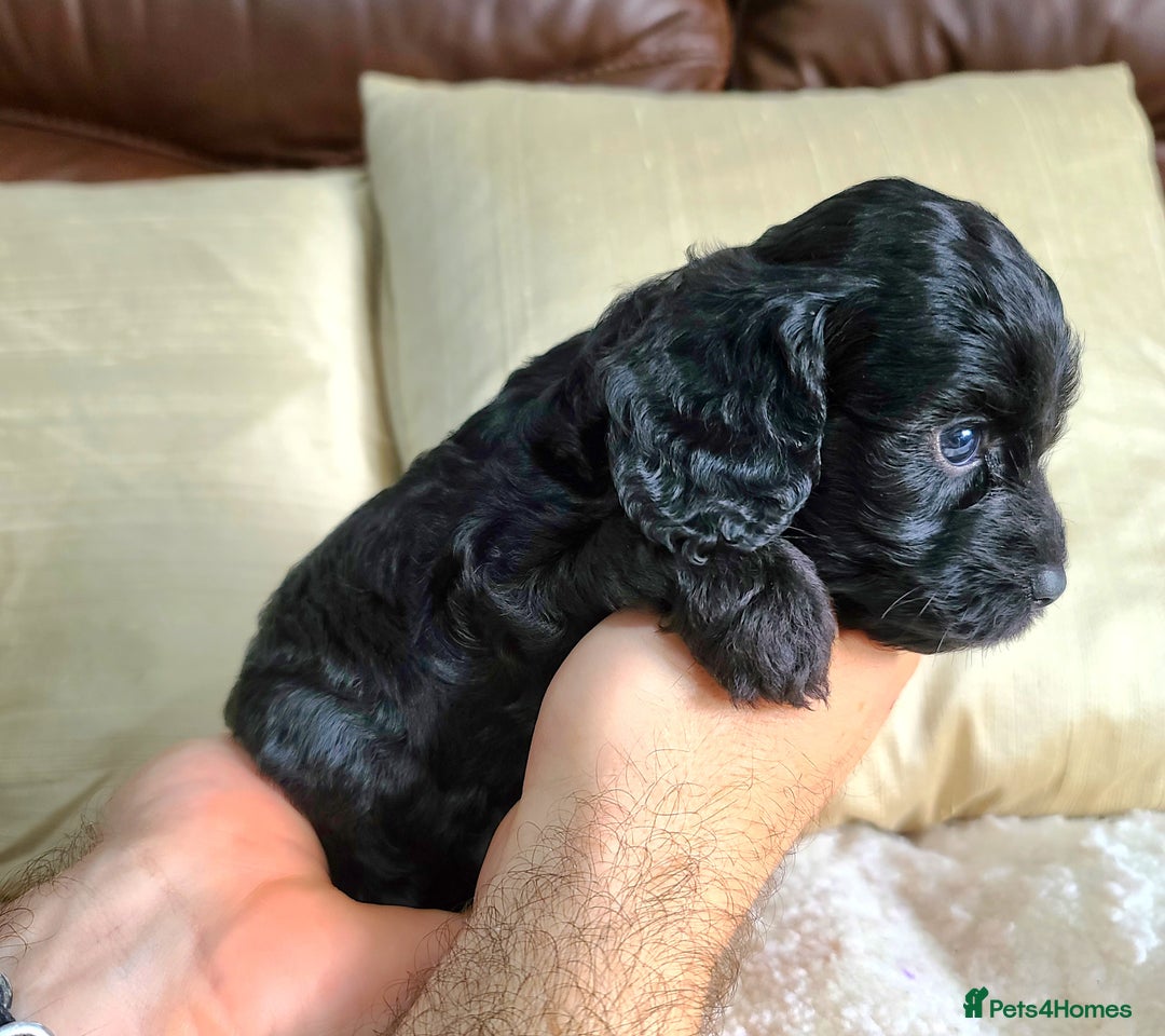 Cockapoo dogs for sale: F1 Cockapoo Puppies. Thick Coats. DNA tested - Image 18