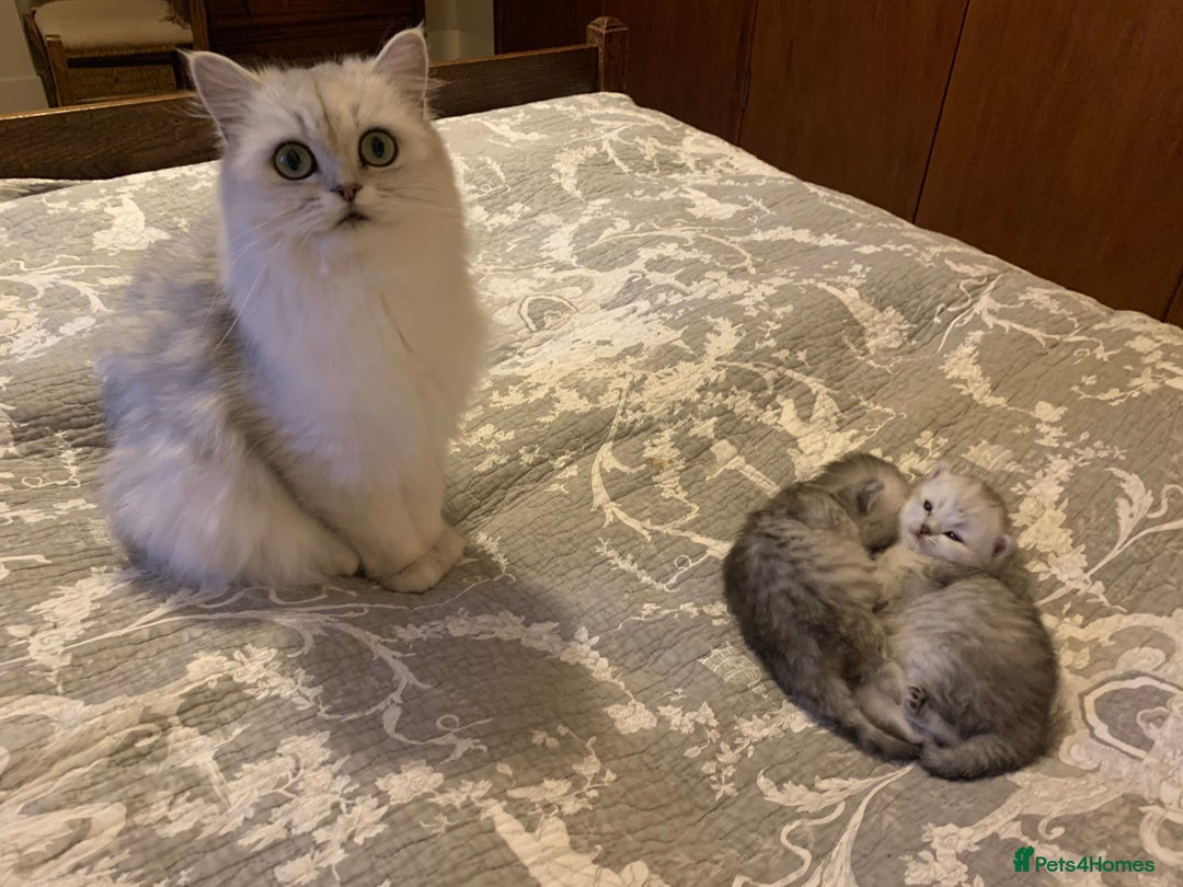 Persian cats for sale: Doll faced Persian kittens - Image 3