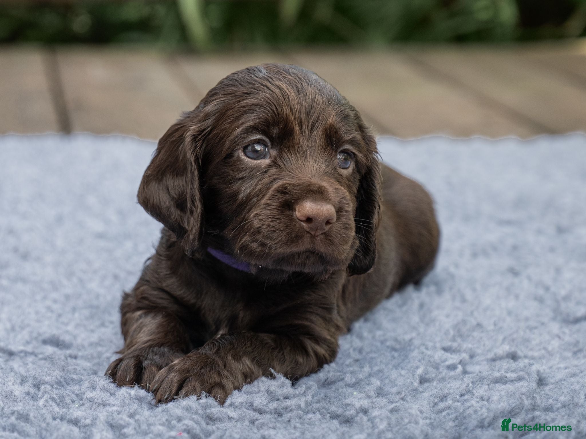 Cocker Spaniel dogs Working cocker pups - Advert 1