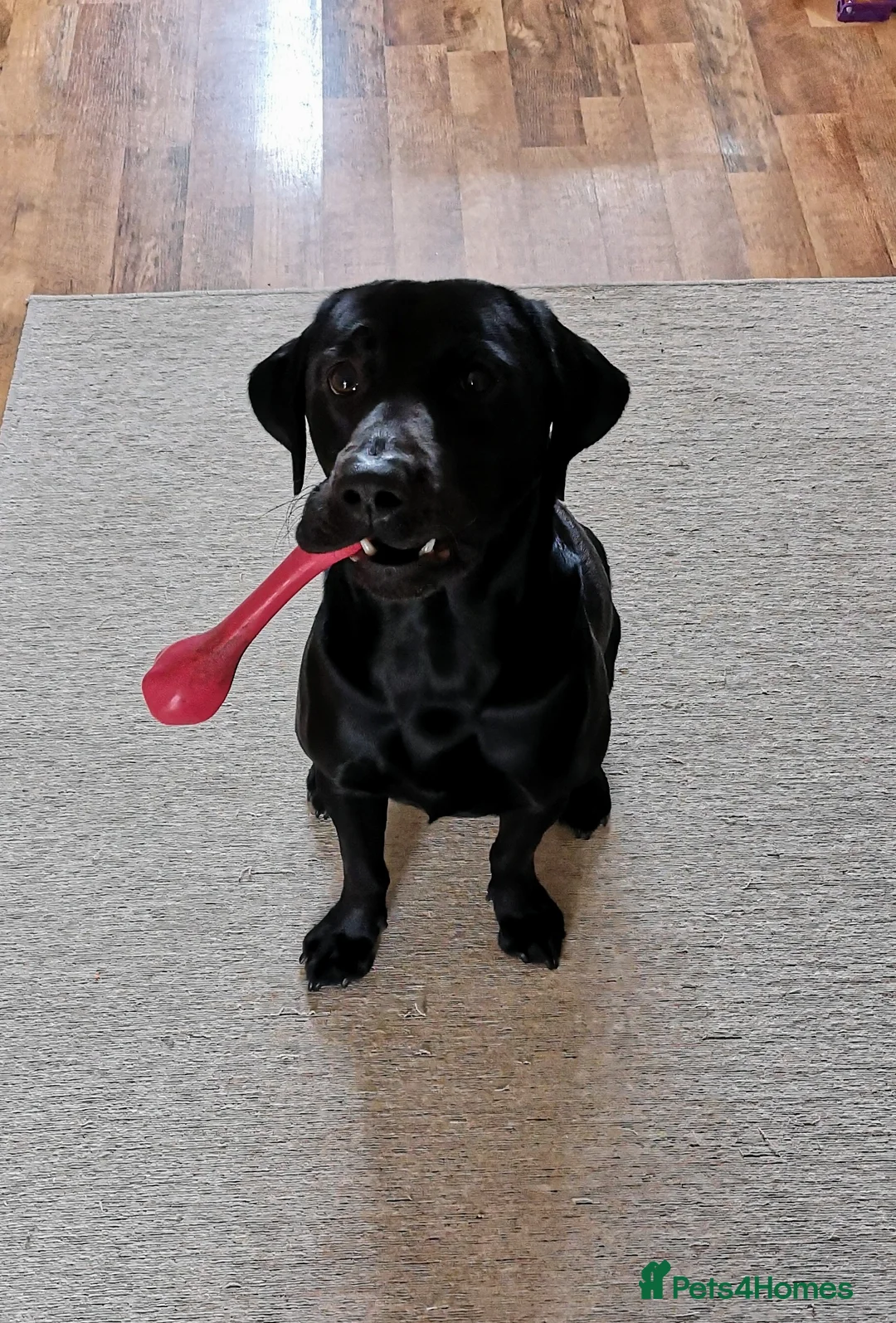 Labrador Retriever dogs for stud: Stunning black labrador to stud in Morecambe - Advert 5