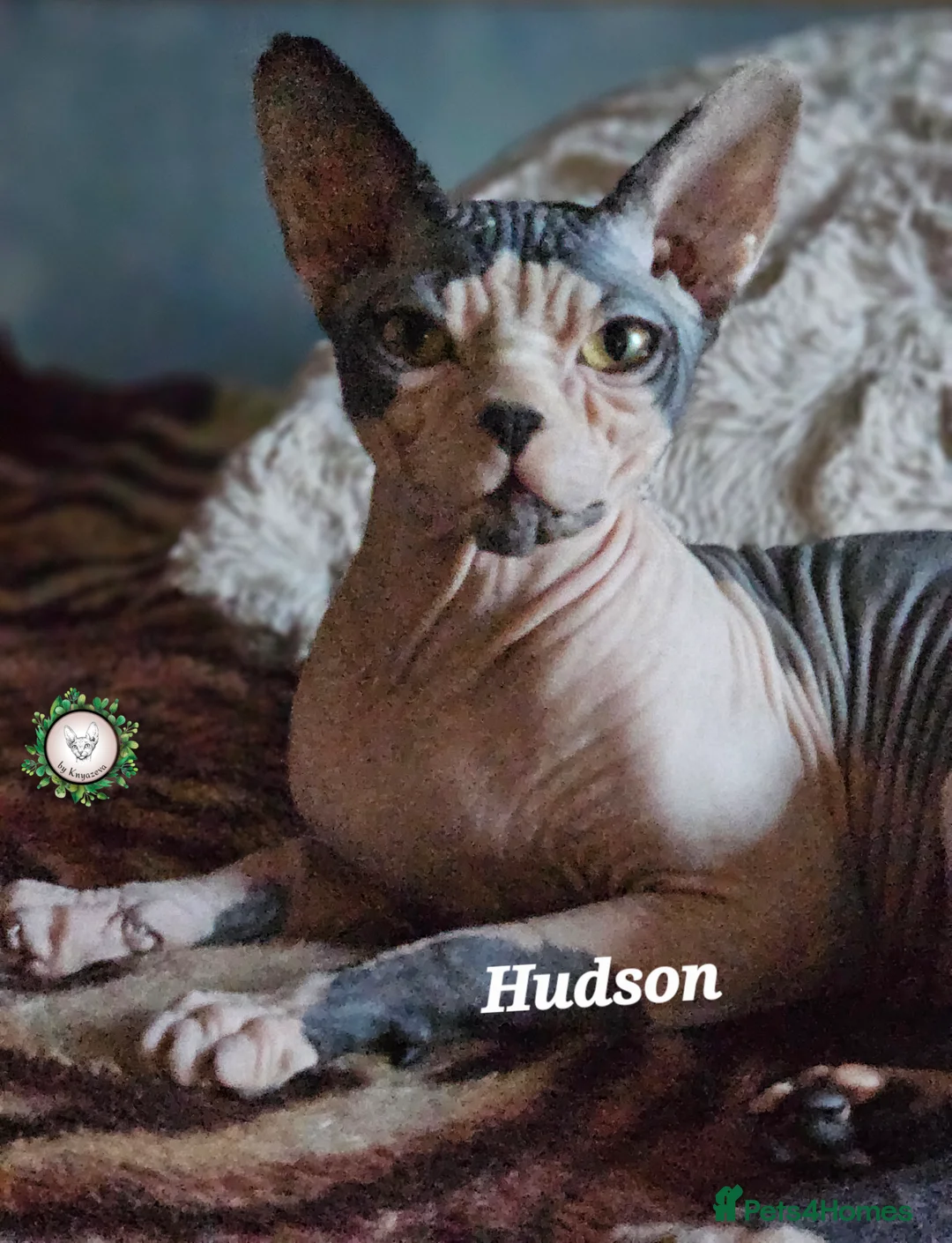 Sphynx cats for sale: Beautiful Canadian Sphynx Champion father line ❤️  - Advert 17
