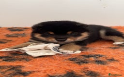 Japanese Shiba Inu dogs for sale: Shiba Inu Boy – Champion Crufts JP Heritage - Image 30
