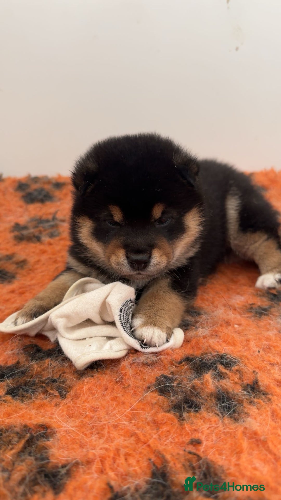Japanese Shiba Inu dogs for sale: Shiba Inu Boy – Champion Crufts JP Heritage - Image 30