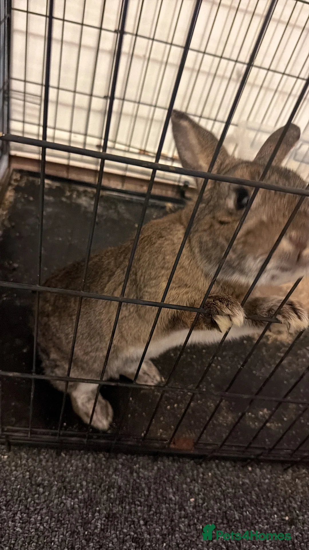 Netherland Dwarf rabbits for sale: Sweet, friendly trained boy in Nuneaton - Advert 2