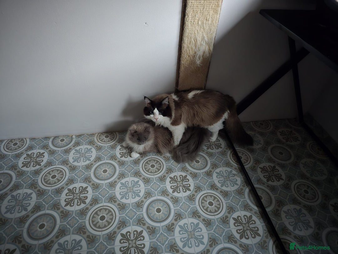 Ragdoll cats for sale: Seal bicolour boy, Active on GCCF/TICA - Advert 7