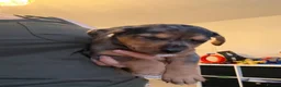 Jack Russell dogs for sale: Jack Russell puppies - Advert 31