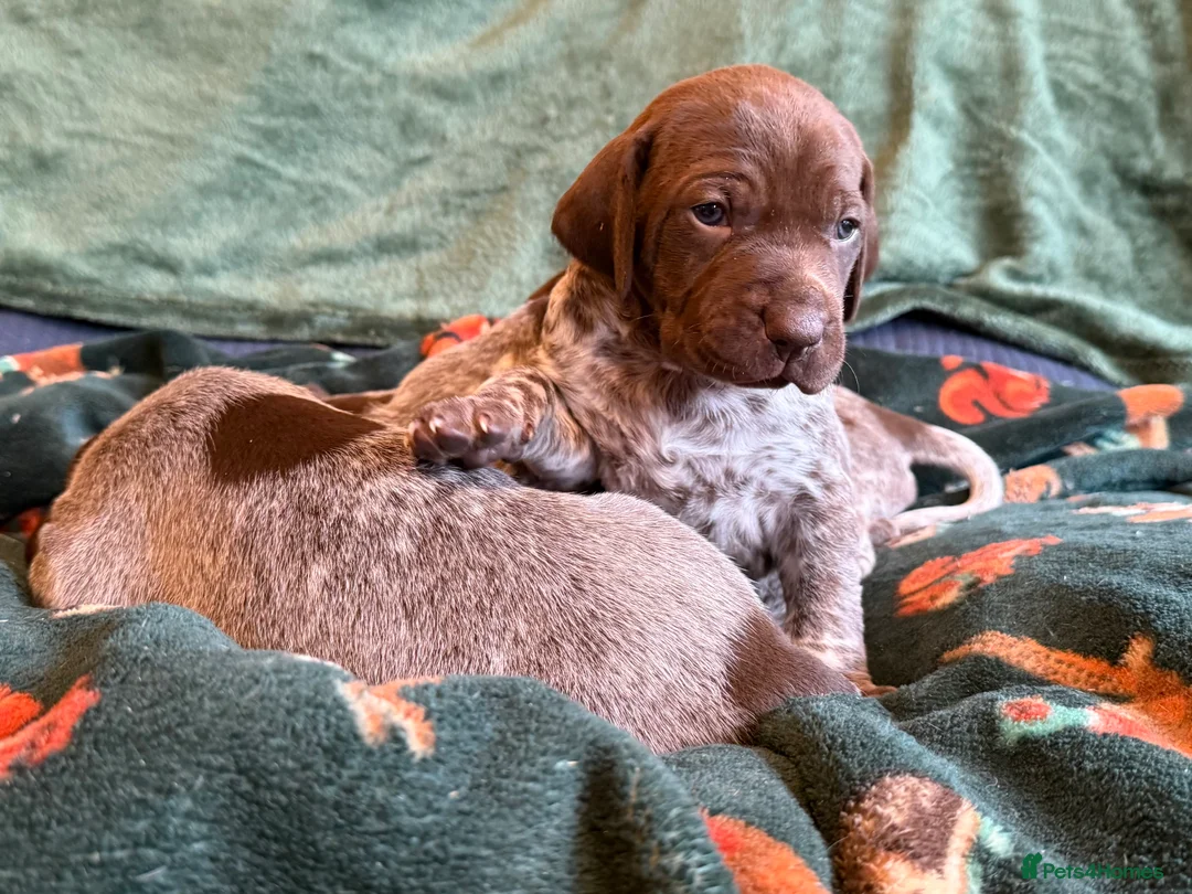 German Shorthaired Pointer dogs for sale: KC German Shorthaired Pointer Puppies - Advert 22