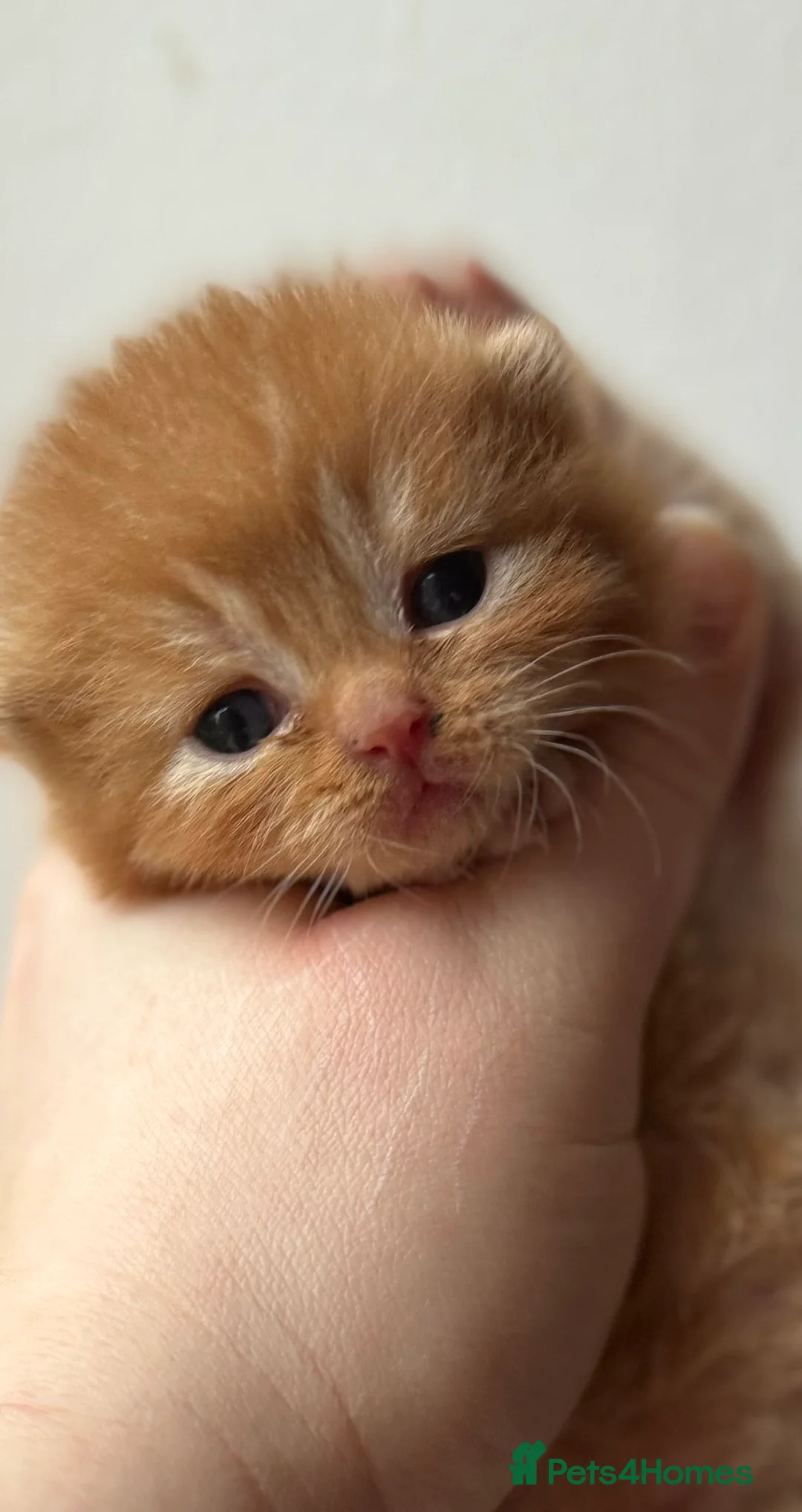 British Shorthair cats for stud: ⭐️LILAC STUD BOY ( GCCF, TICA REG )  in Preston - Advert 13