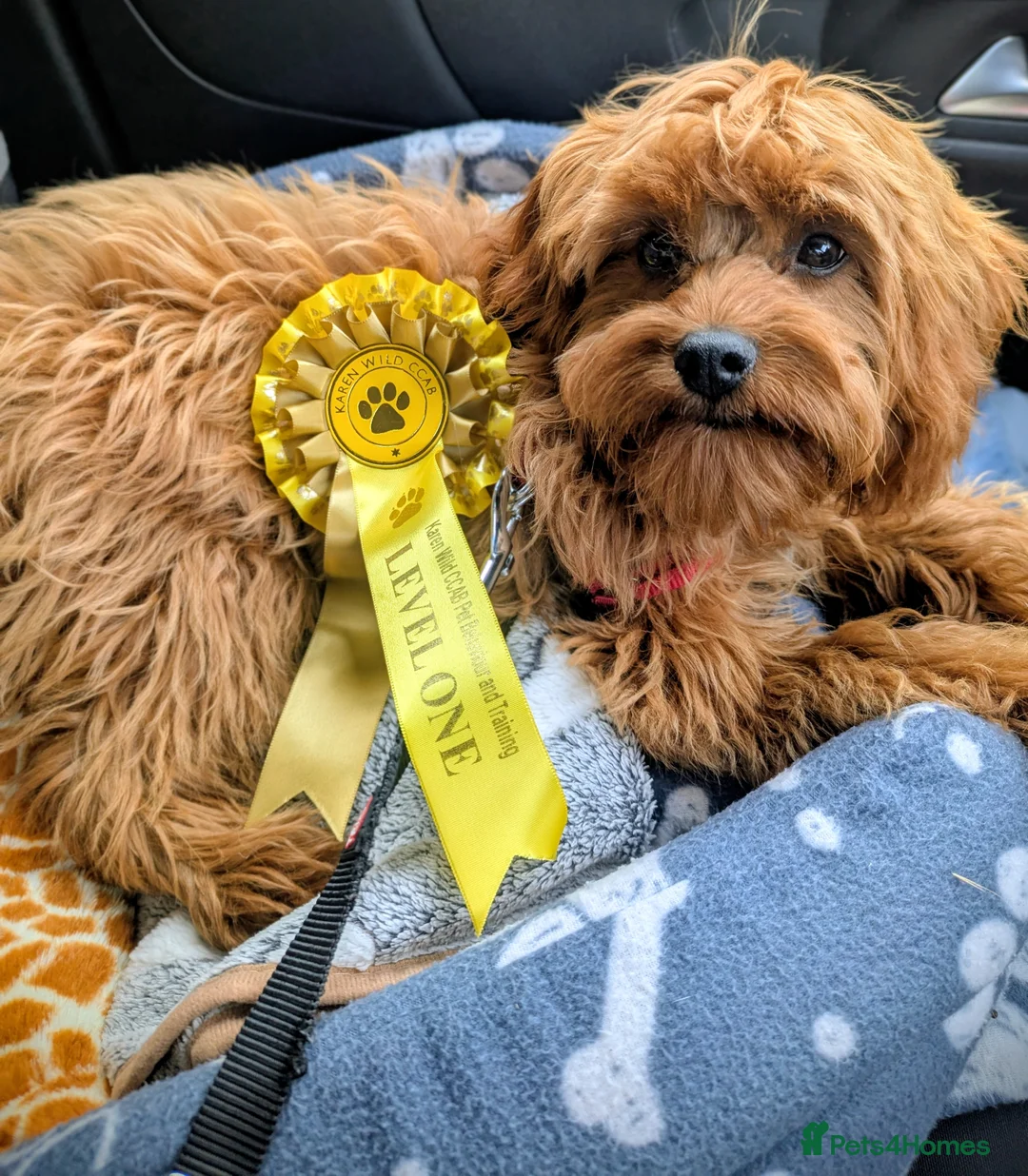 Cavapoo dogs for sale: Red F1 Cavapoo - Advert 9