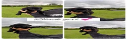Labrador Retriever dogs for sale: Stunning Labrador pups for sale  - Advert 11