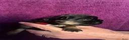 French Bulldog dogs for sale: Fluffy French bulldog puppies - Advert 14