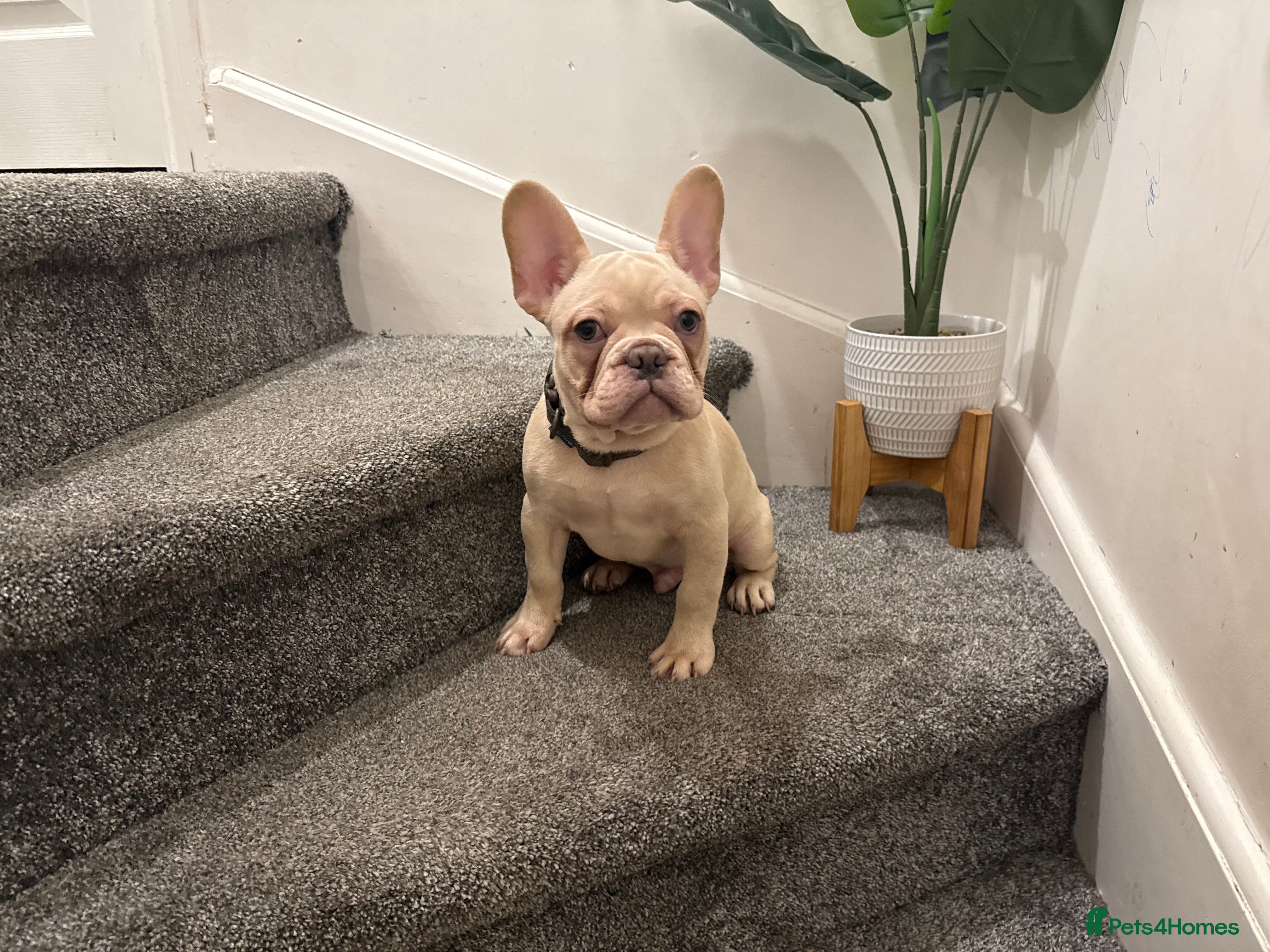 French Bulldog dogs Cream/ platinum French Bulldog puppy , ready now❤️ - Advert 1