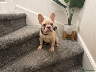 French Bulldog dogs Cream/ platinum French Bulldog puppy , ready now❤️ - Advert 7