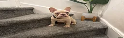 French Bulldog dogs for sale: Cream/ platinum French Bulldog puppy , ready now❤️ - Advert 1