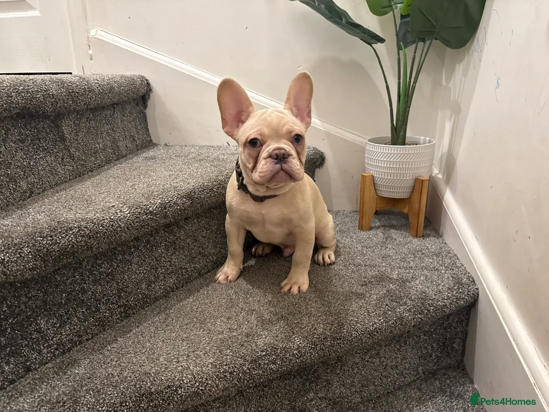 French Bulldog dogs for sale: Cream/ platinum French Bulldog puppy , ready now❤️ - Advert 1
