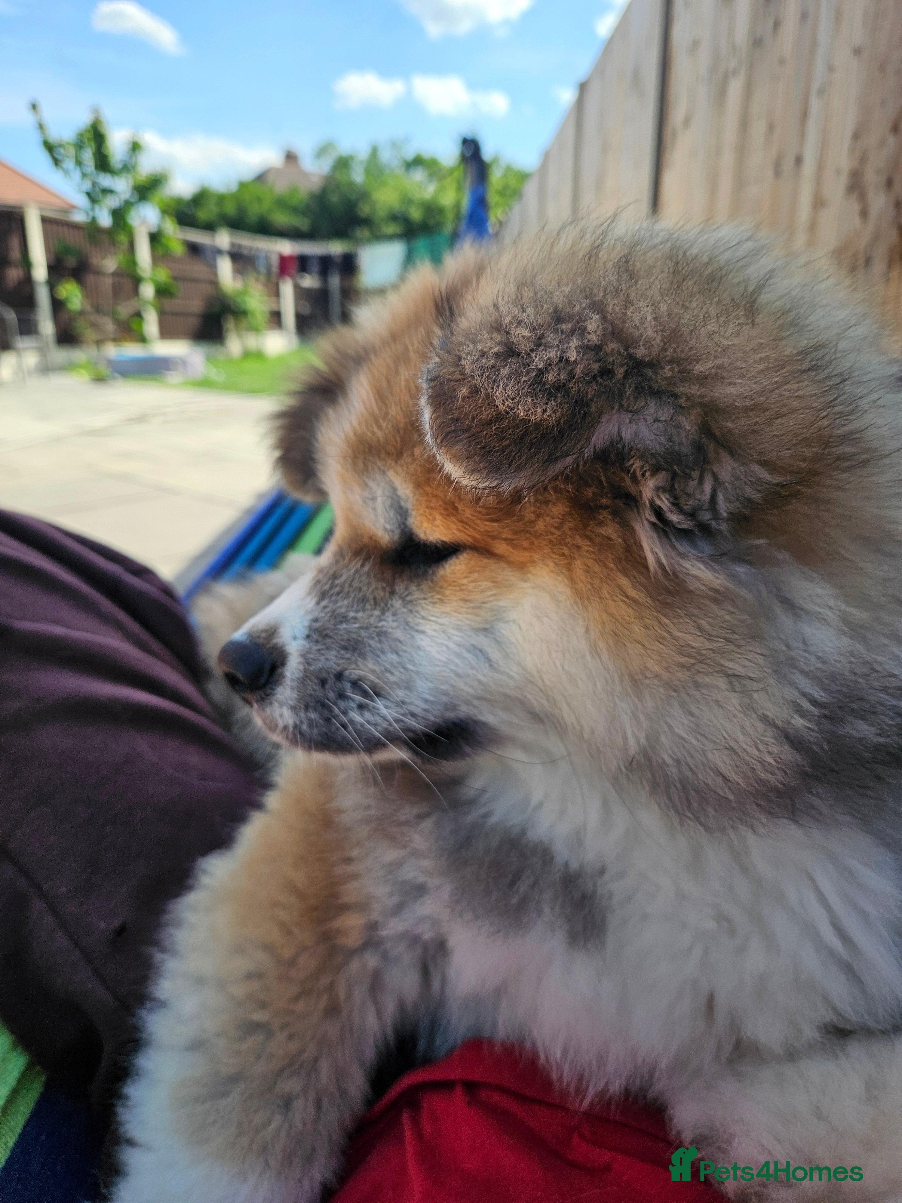 Japanese Akita Inu dogs for sale: RKC Registered Long-Coat Female - Advert 21