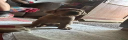 Labrador Retriever dogs for sale: 2 female fox red labrador pups in Southam - Advert 3