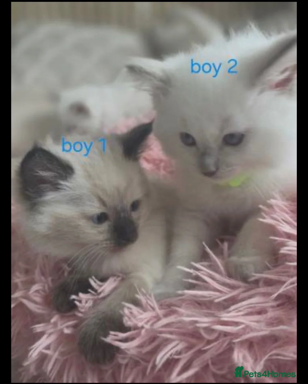 Ragdoll cats for sale: Ragdoll Kittens - Advert 5