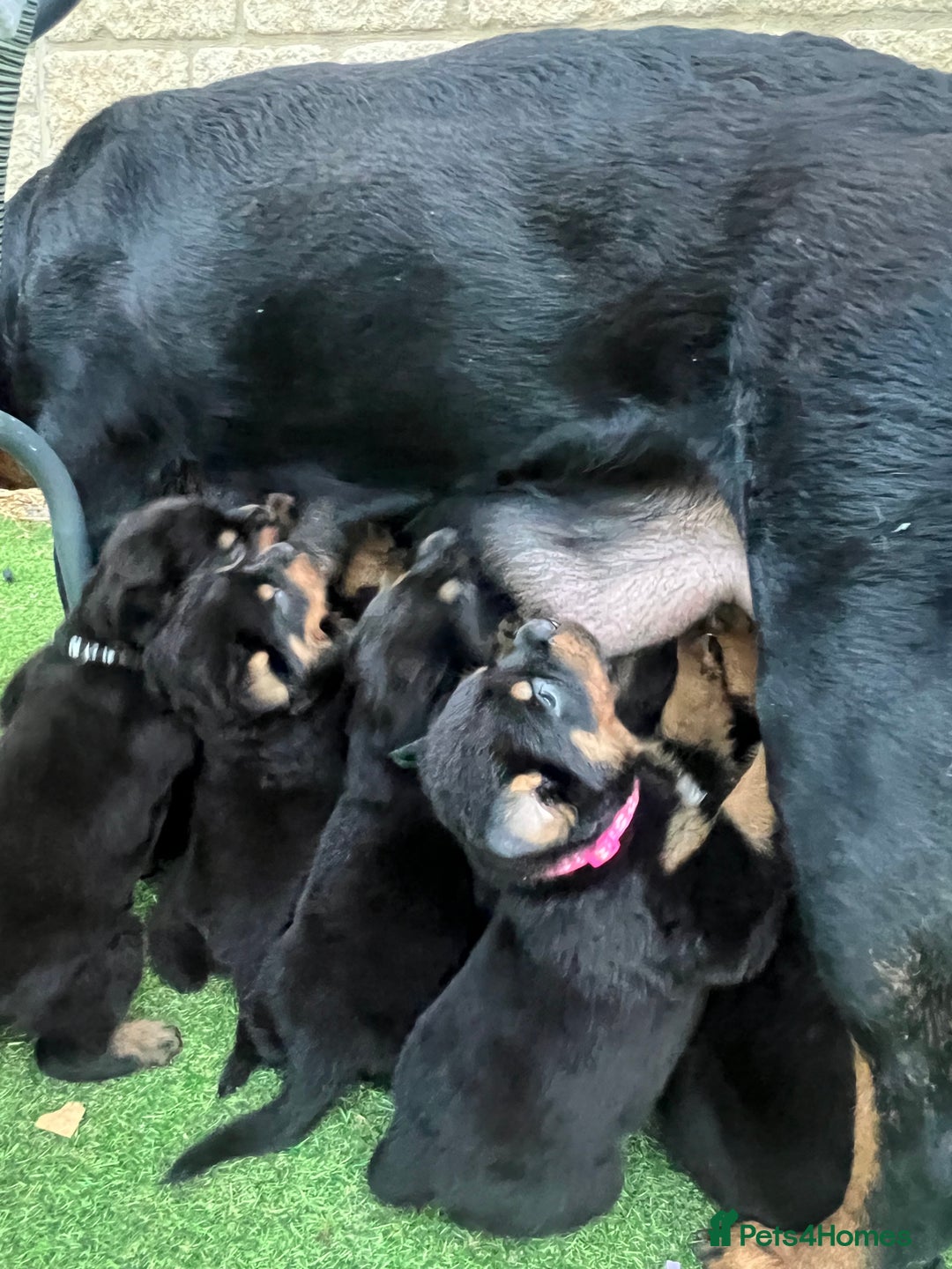 Rottweiler dogs for sale: Male German Rottweiler  - Image 3