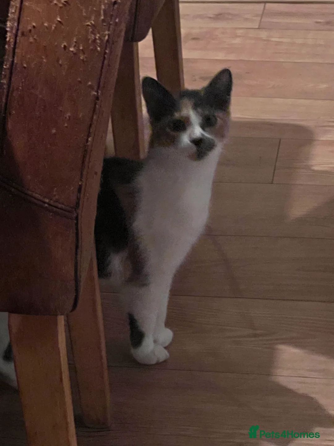 Mixed Breed cats for sale: 3 cats  **  - Advert 3