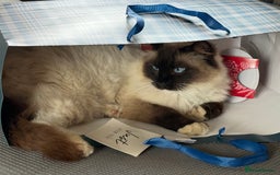 Ragdoll cats for sale: Ragdoll cat female - Image 6