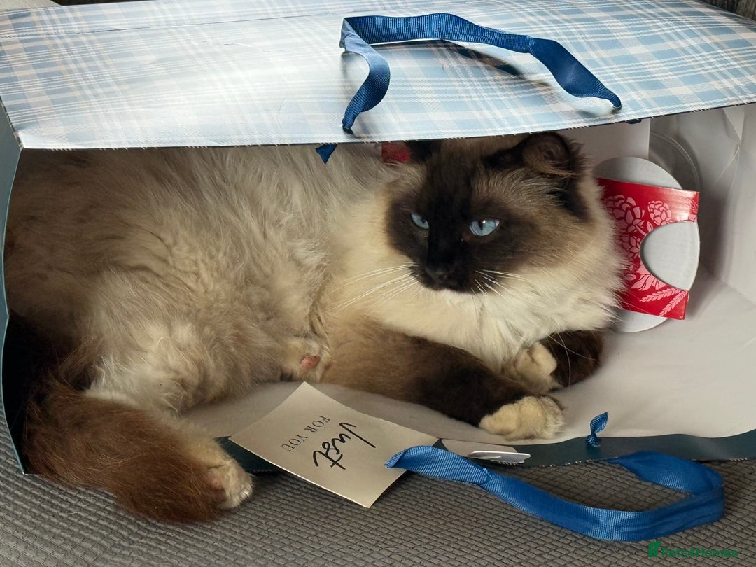 Ragdoll cats for sale: Ragdoll cat female - Image 6