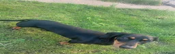 Dachshund dogs for stud: Dachshund for stud  - Advert 4