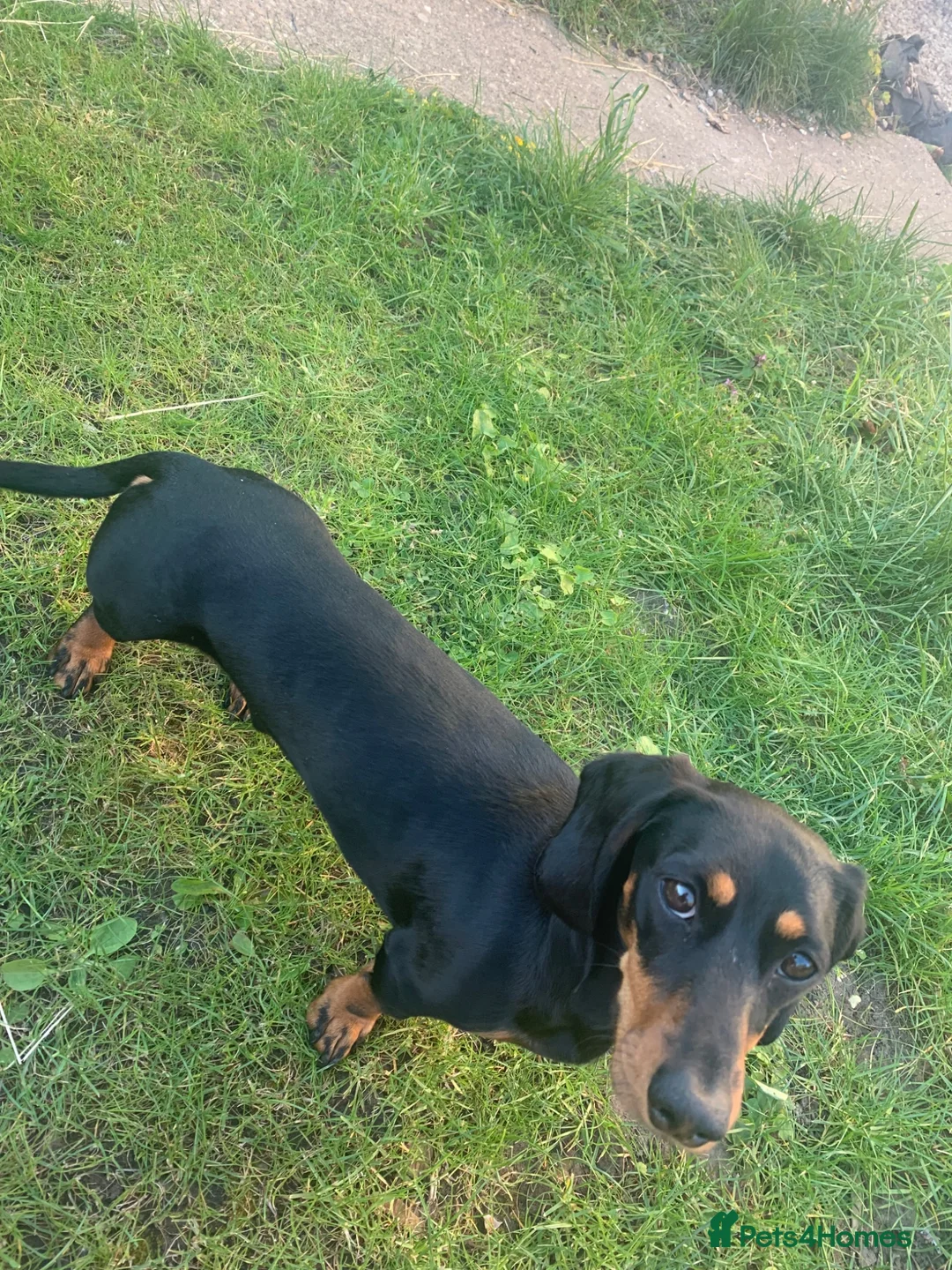 Dachshund dogs for stud: Dachshund for stud  - Advert 4