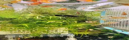 Platies fish for sale: small Platy, Guppy,shrimps &Bristlenose Pleco  - Advert 15