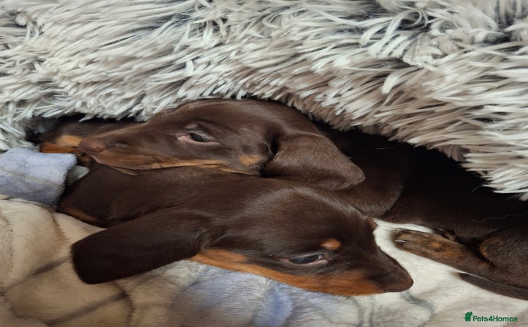 Dachshund dogs - Advert 3