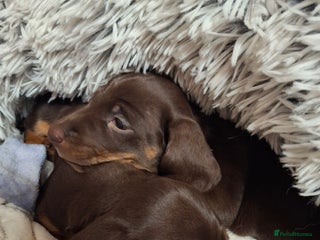 Dachshund dogs - Advert 24