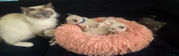 Ragdoll cats for sale: Gorgeous Ragdoll Kittens – 2 Boys, 2 Girls - Advert 9