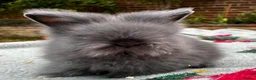 Lionhead rabbits for sale: ONE LEFT - Advert 3