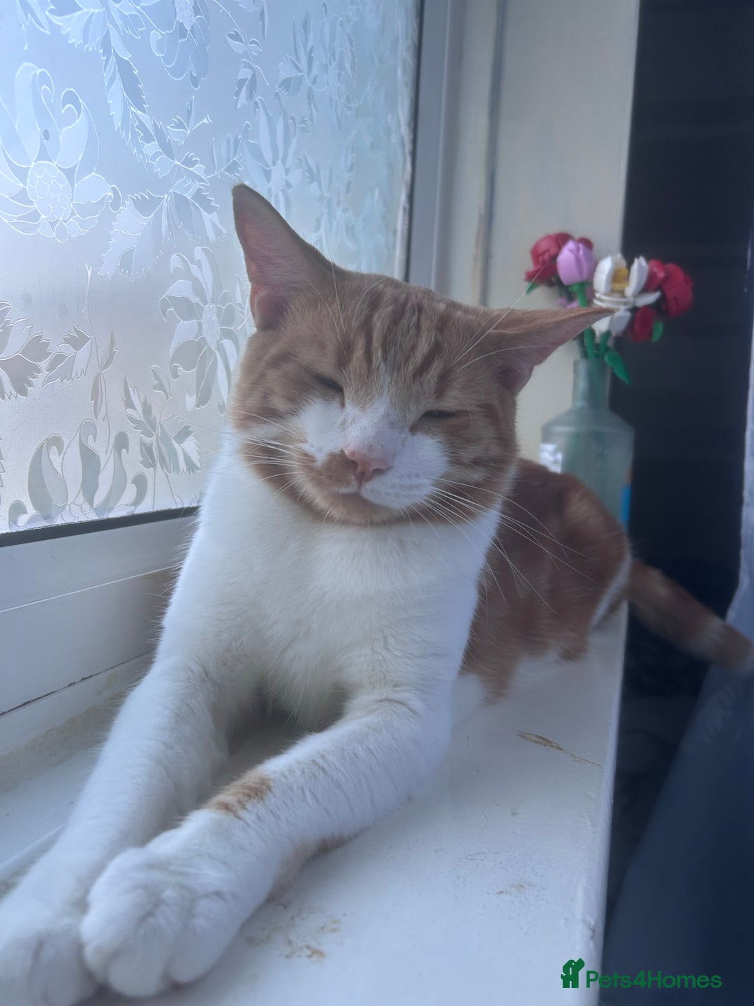 Domestic Shorthair cats for sale: Cheeto  - Advert 3