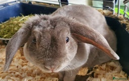 Mini Lop rabbits for sale: Gorgeous mini plush doe - Image 4