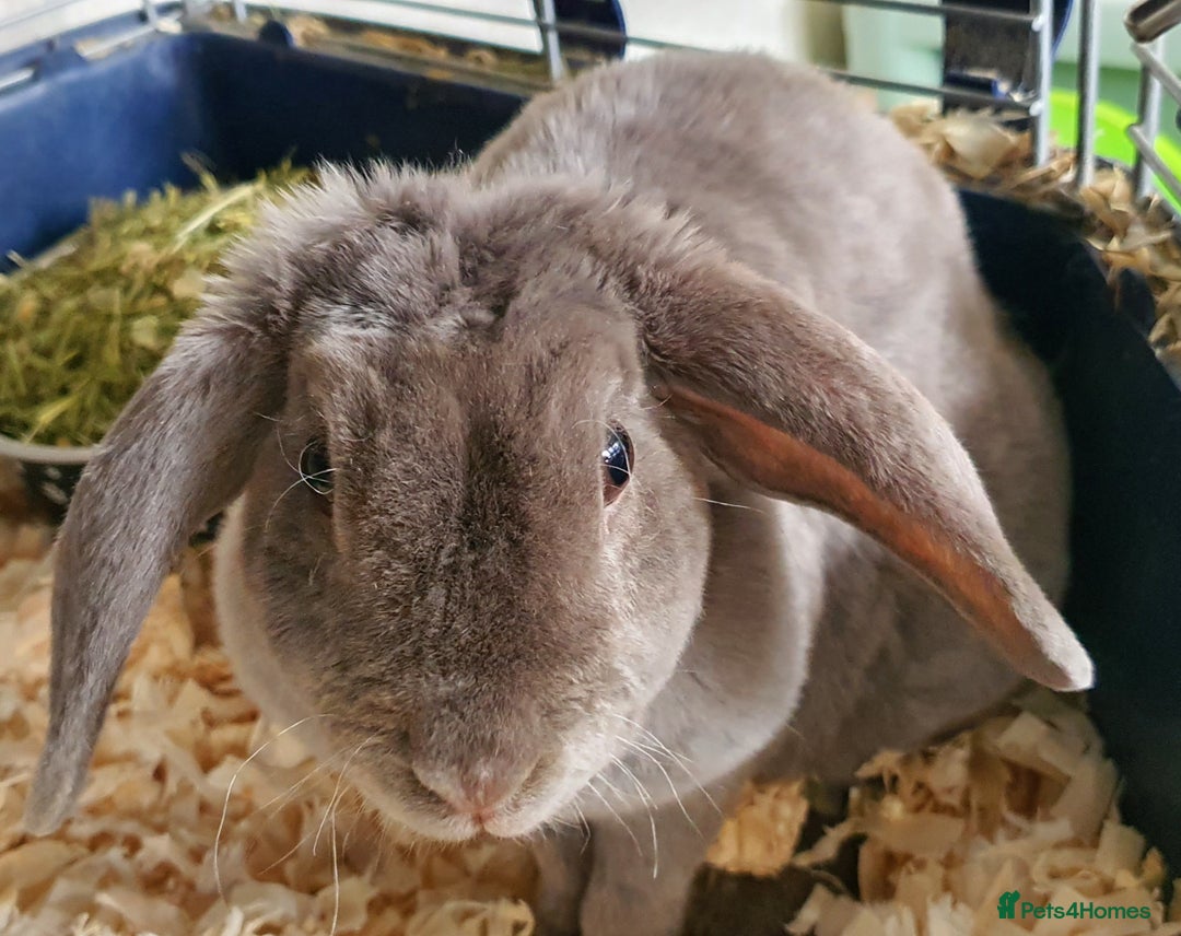 Mini Lop rabbits for sale: Gorgeous mini plush doe - Image 4