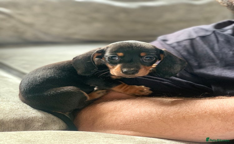 Miniature Dachshund dogs - Advert 15