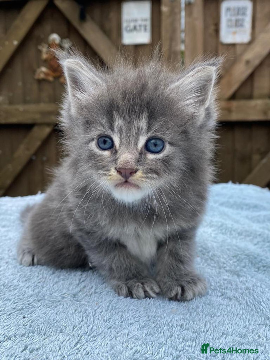 Maine Coon cats for sale: Maine coon kittens - Image 5