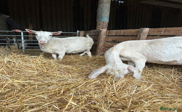 Goats livestock Saanen and Boer nanny’s  - Advert 10