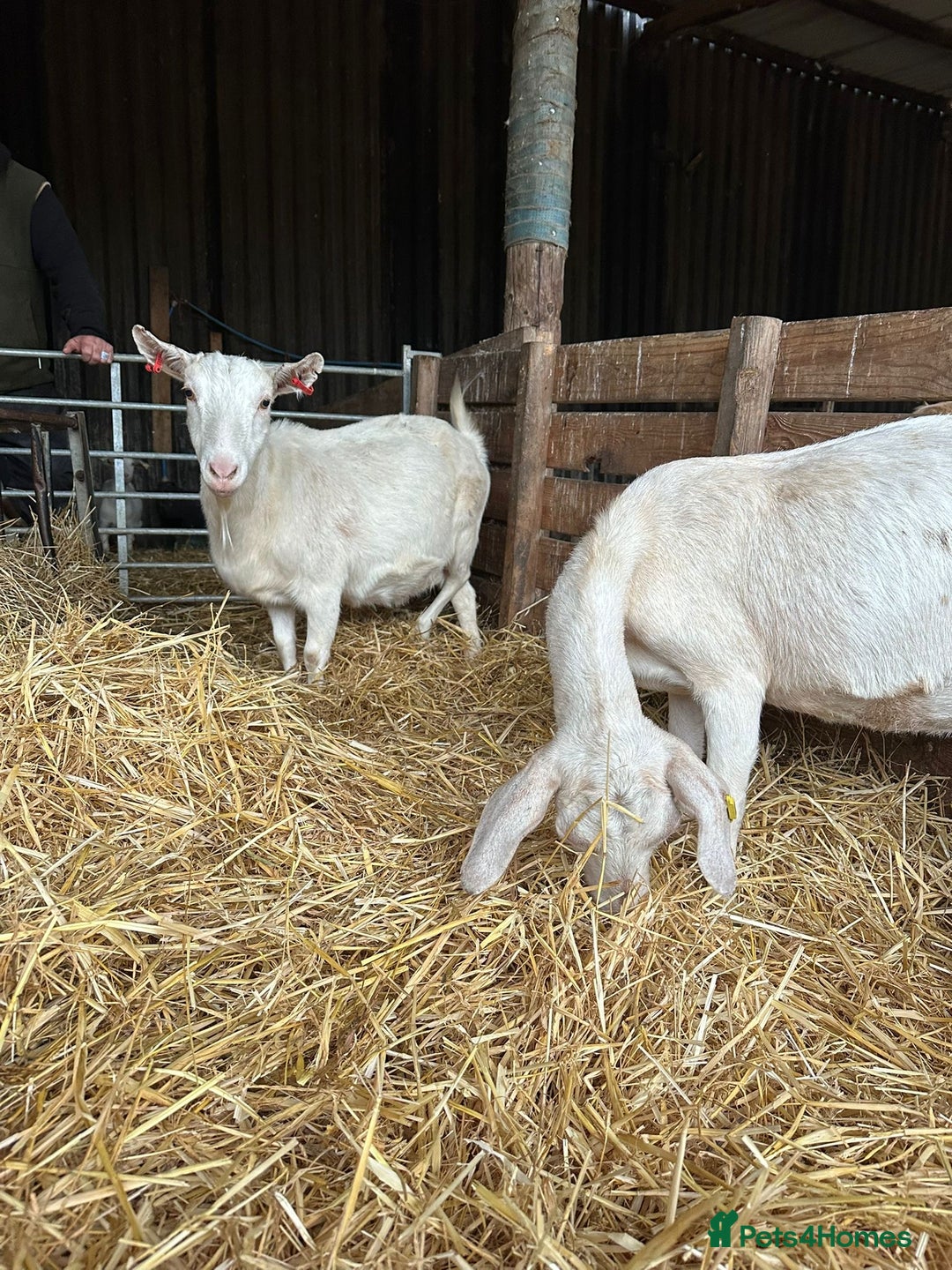 Goats livestock for sale: Saanen and Boer nanny’s  - Advert 1