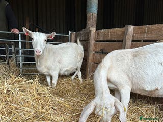 Goats livestock Saanen and Boer nanny’s - Advert 9
